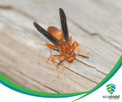 What Wasps Have The Most Painful Sting?